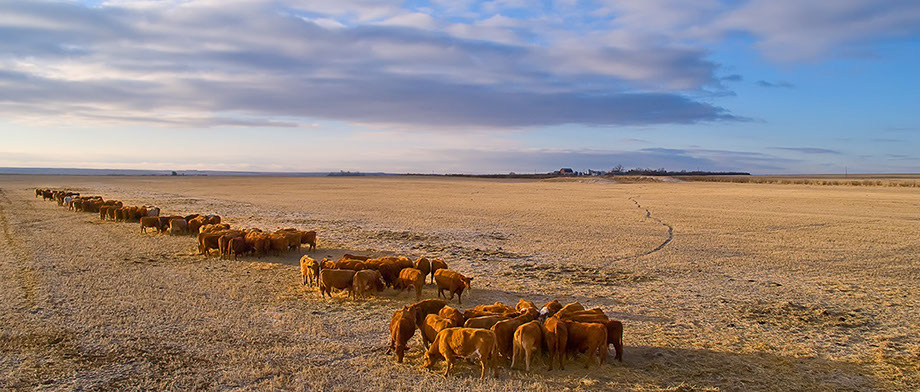 Ranch Manager Open software by White Mountains Livestock Company.&nbsp; Now Ranch Manager is for everybody, everywhere.